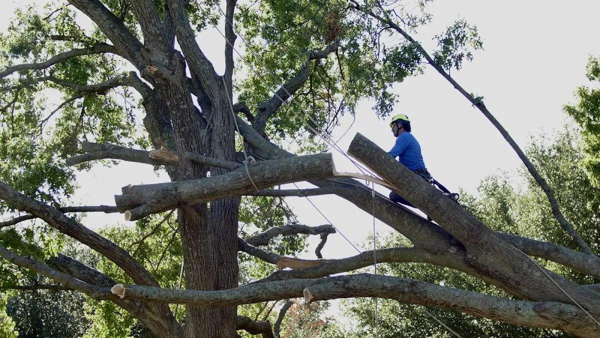 Professional Hazardous Tree Removal performed by certified arborists in Haskell
